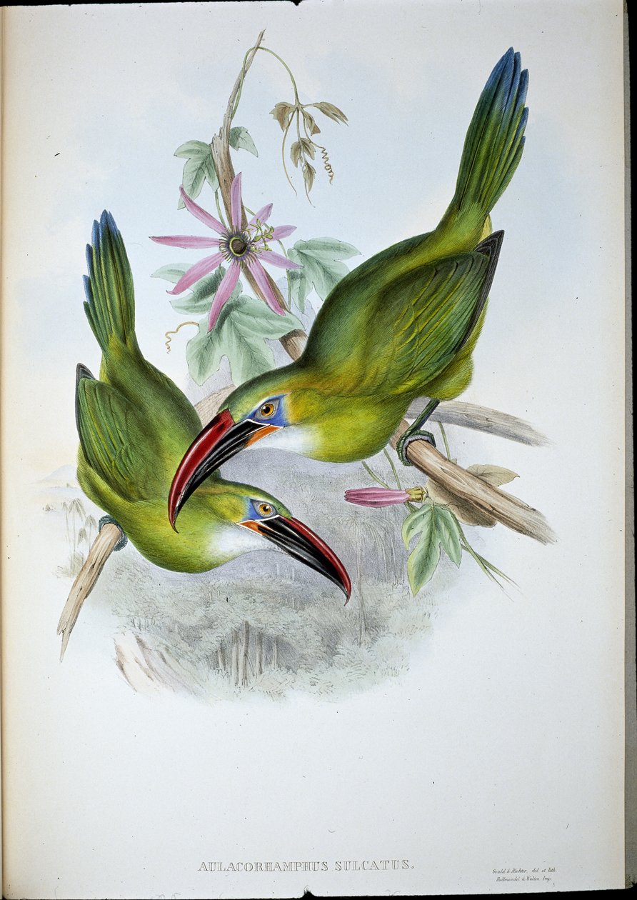 Groove-Bill Toucan (Aulacorhamphus Sulcatus) (ليثو ملون يدويًا) بواسطة جون (بعد) جولد