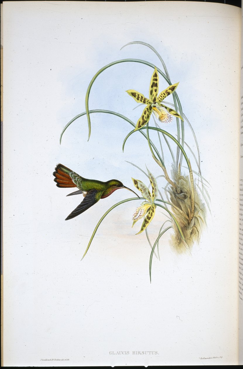 Hairy Hermit (Glaucis Hirsutus) (hand-coloured litho) بواسطة جون (بعد) جولد