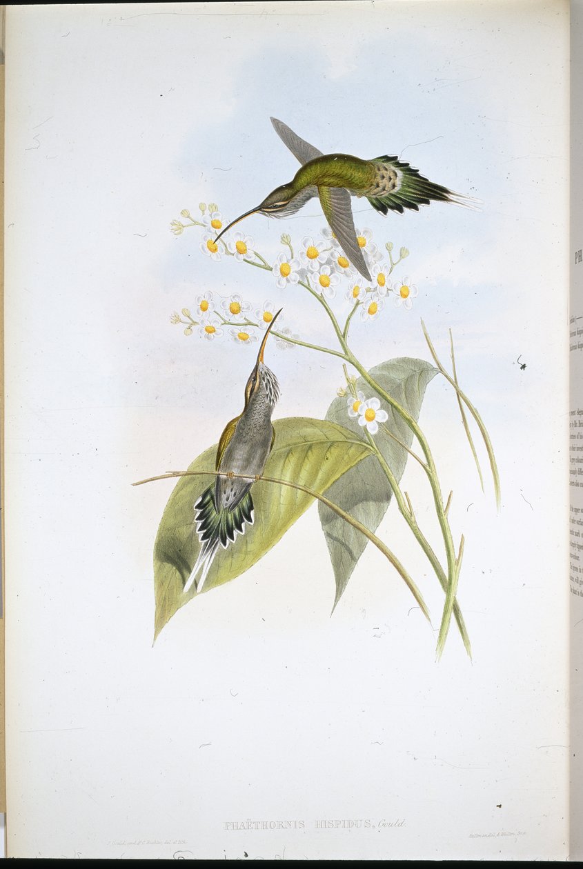 Hairy Hermit (Phaethornis Hispidus) (hand-coloured litho) بواسطة جون (بعد) جولد