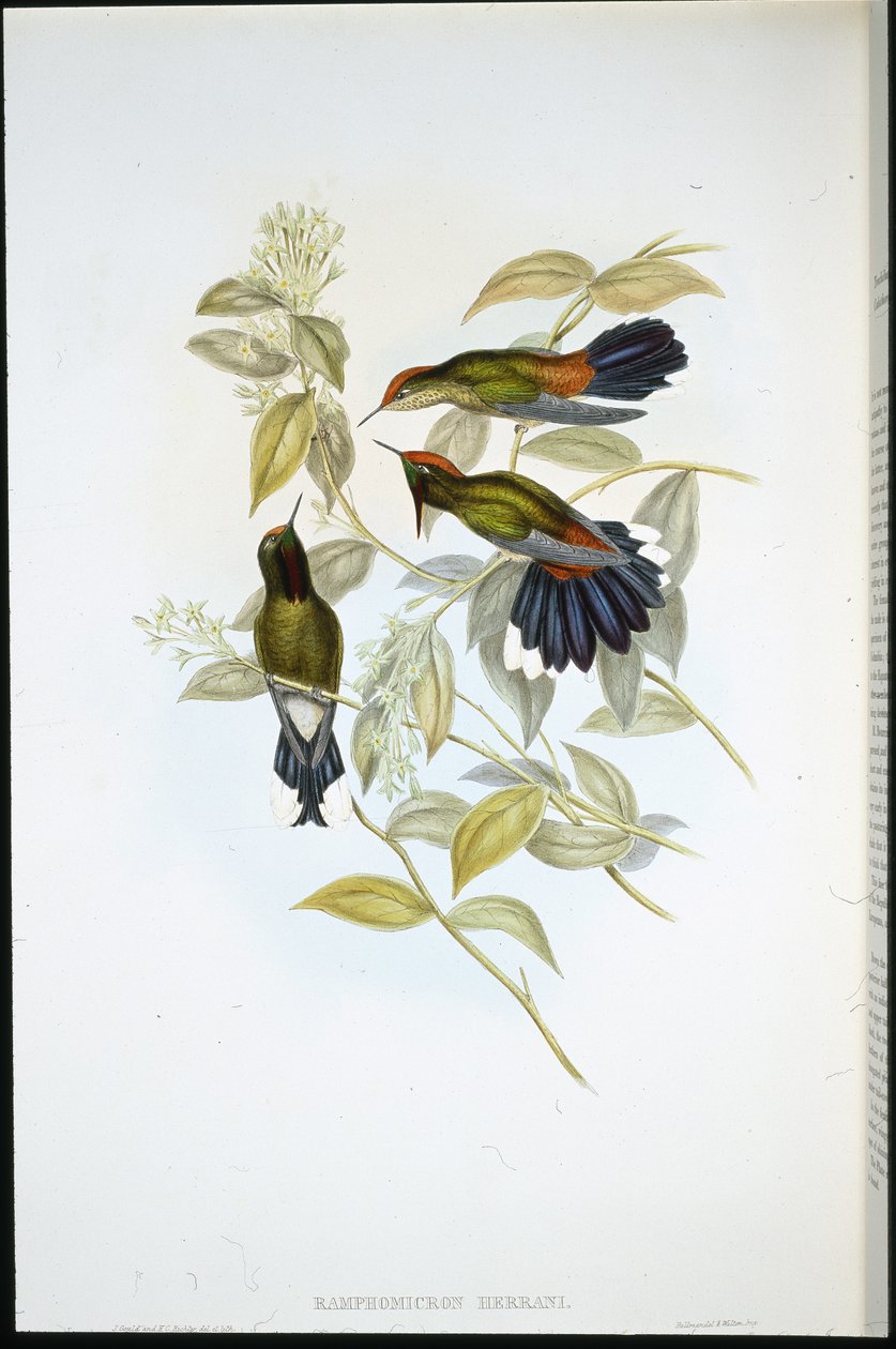 Herran's Thorn-Bill (Ramphomicron Herrani) (ليثو ملون يدويًا) بواسطة جون (بعد) جولد