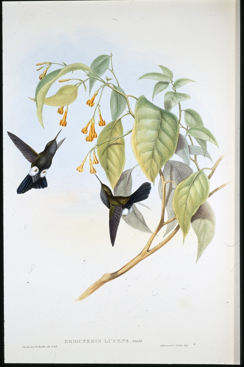 Hoary Puff-leg (Eriocnemis Lugens) (ليثو ملون يدويًا) بواسطة جون (بعد) جولد