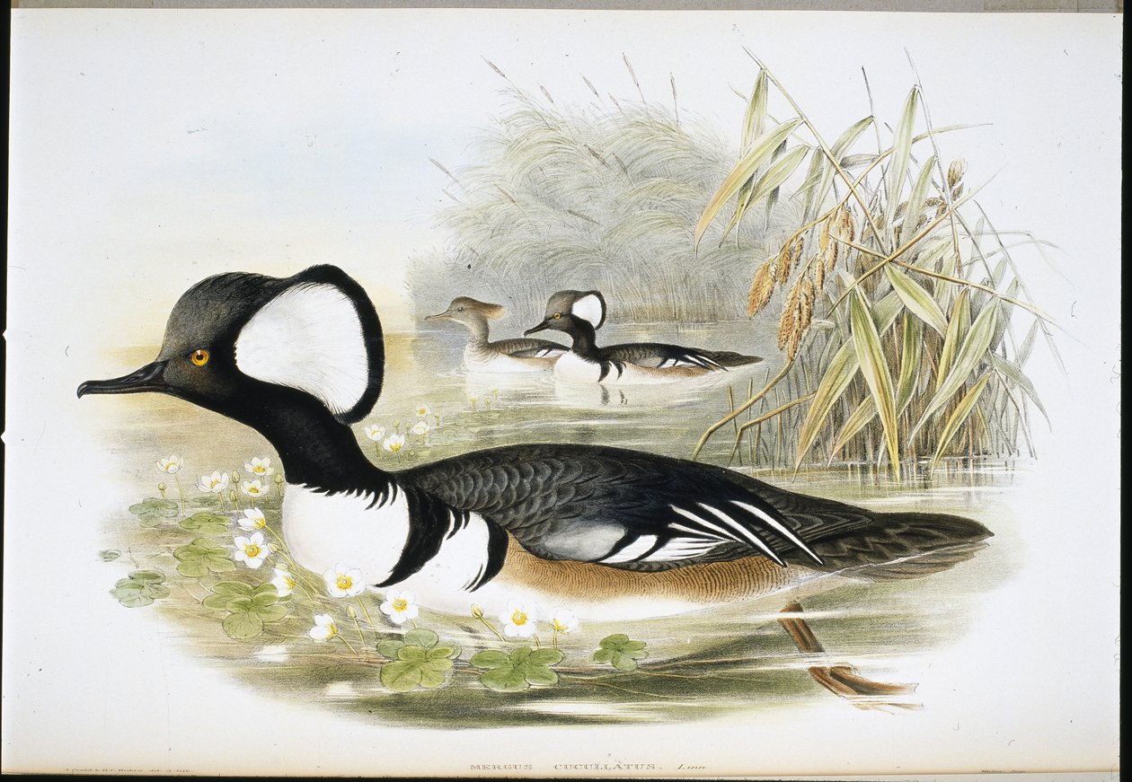 Merganser مقنع (Mergus Cucullatus) (ليثو ملون يدويًا) بواسطة جون (بعد) جولد