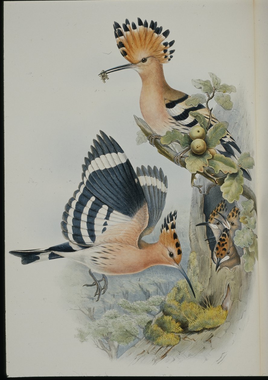 Hoopoe (Upupa Epops) (hand-coloured litho) بواسطة جون (بعد) جولد