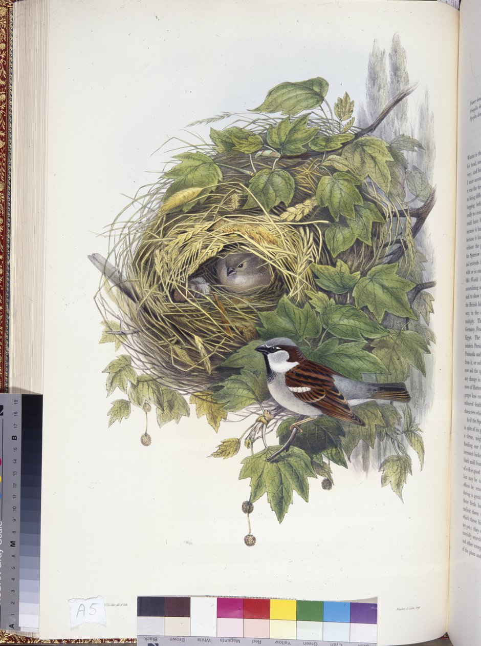 House Sparrow (Passer domesticus) (hand-coloured litho) بواسطة جون (بعد) جولد