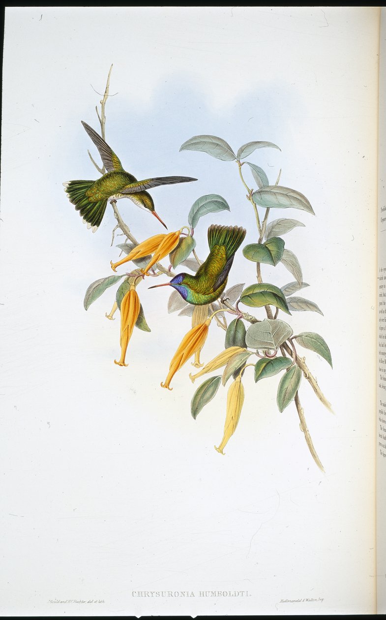 Humboldt