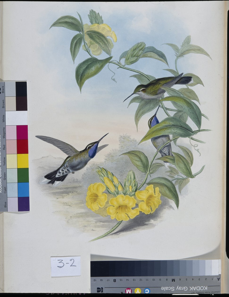 Hummingbirds (Delattria Clemenciae) (hand-coloured litho) بواسطة جون (بعد) جولد