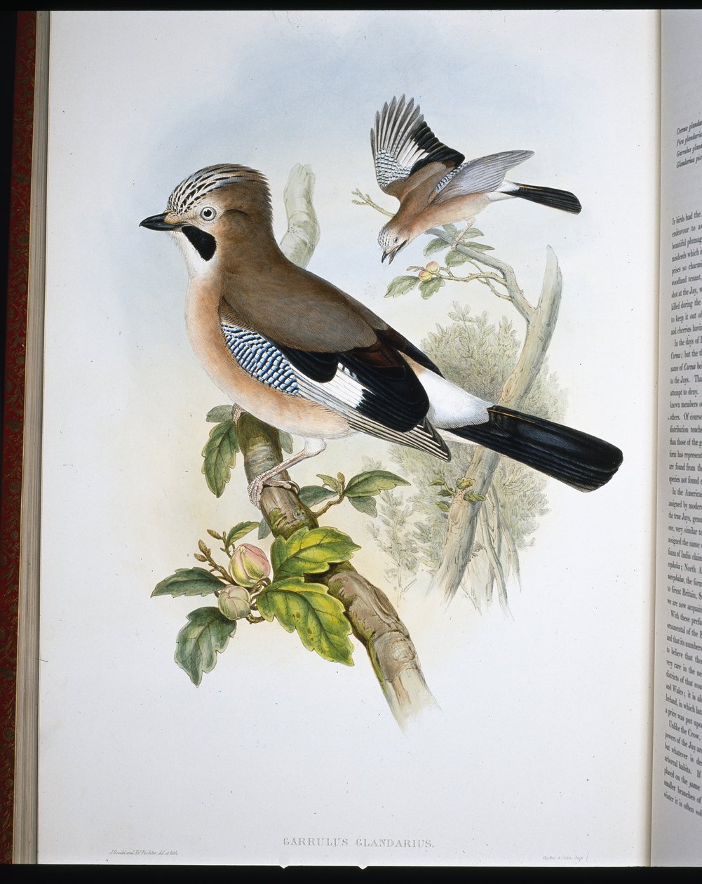جاي (Garrulus Glandarius) (ليثو ملون يدويًا) بواسطة جون (بعد) جولد