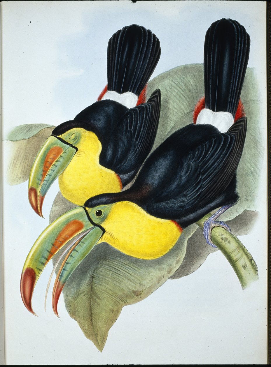 Keel-billed Toucan (Ramphastos Carinatus) (hand-coloured litho) بواسطة جون (بعد) جولد
