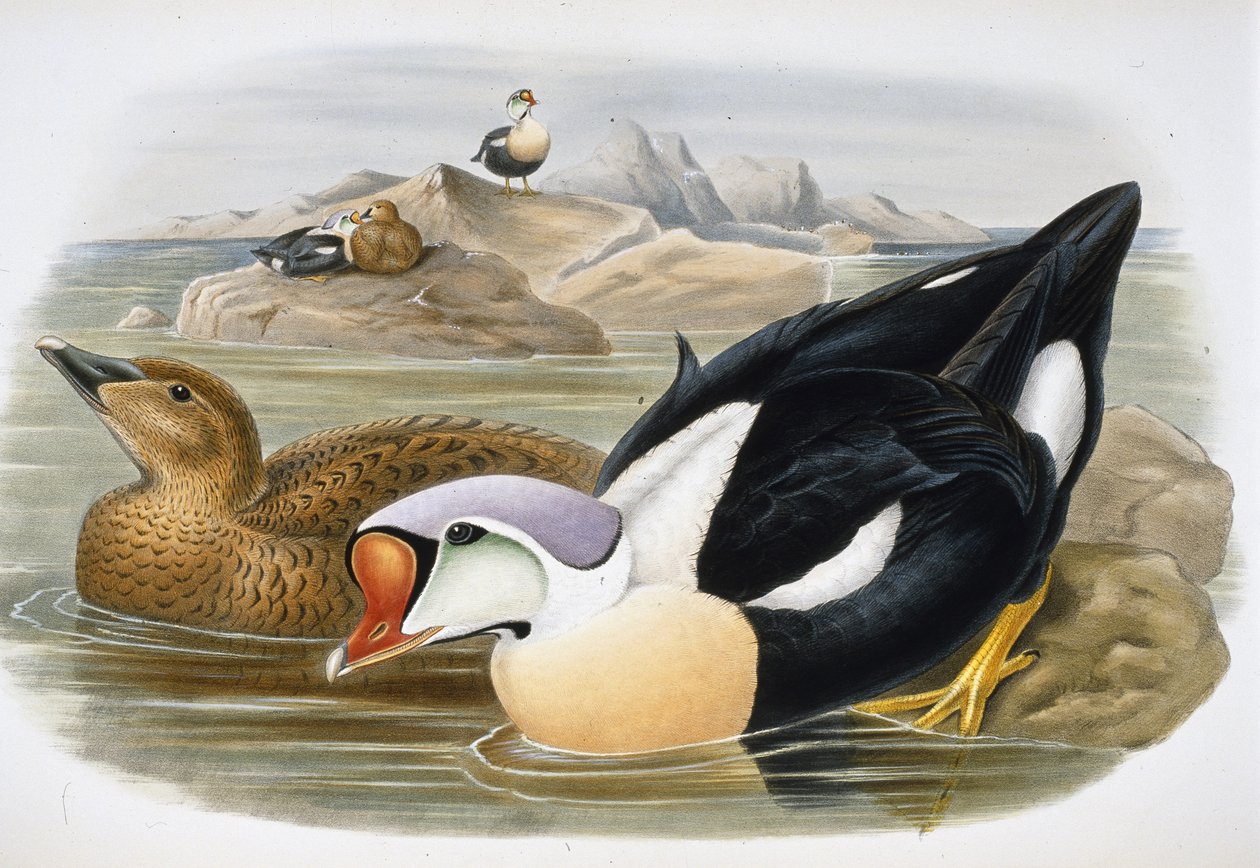 King Duck (Somateria Spectabilis) (hand-coloured litho) بواسطة جون (بعد) جولد