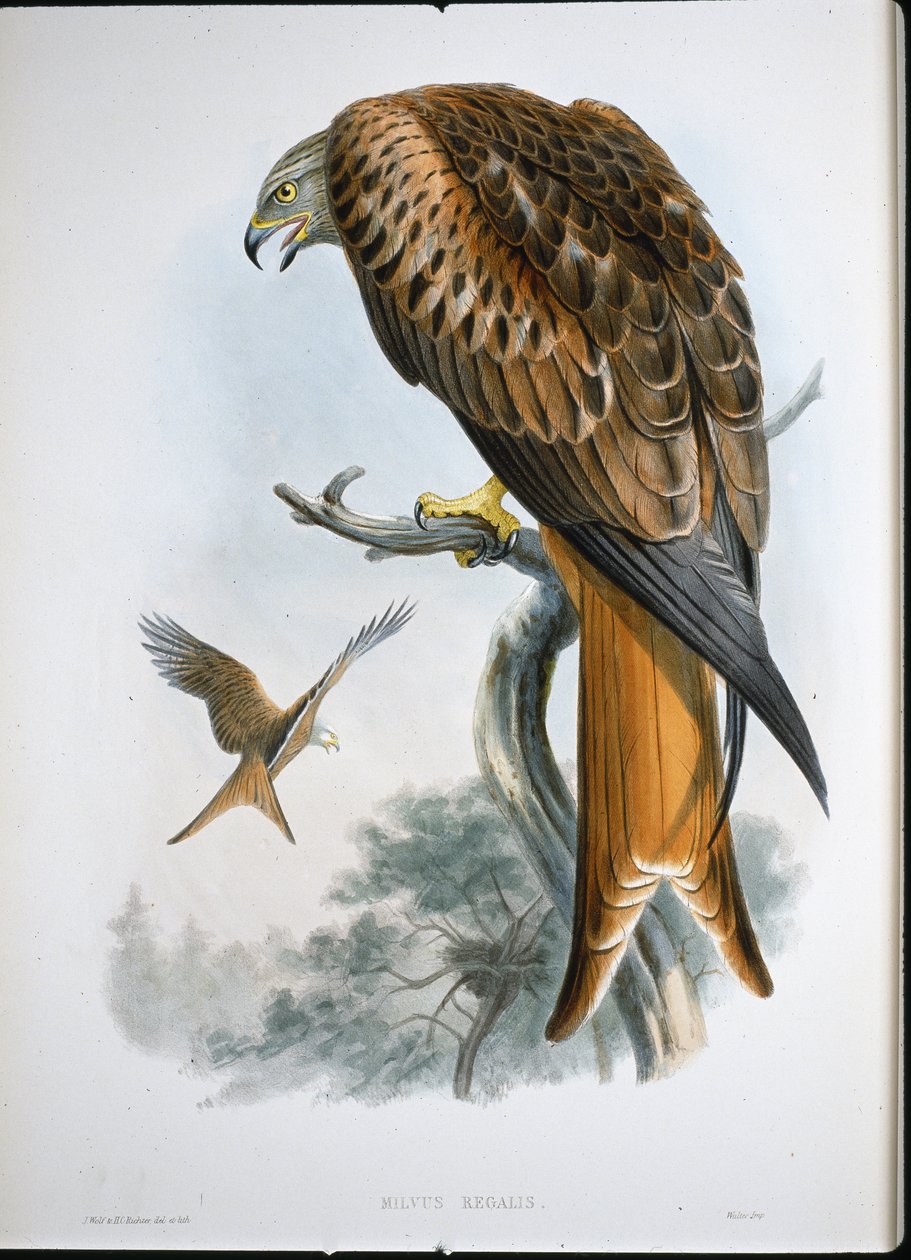 Kite of Glead (Milvus Regalis) (coloured engraving) بواسطة جون (بعد) جولد