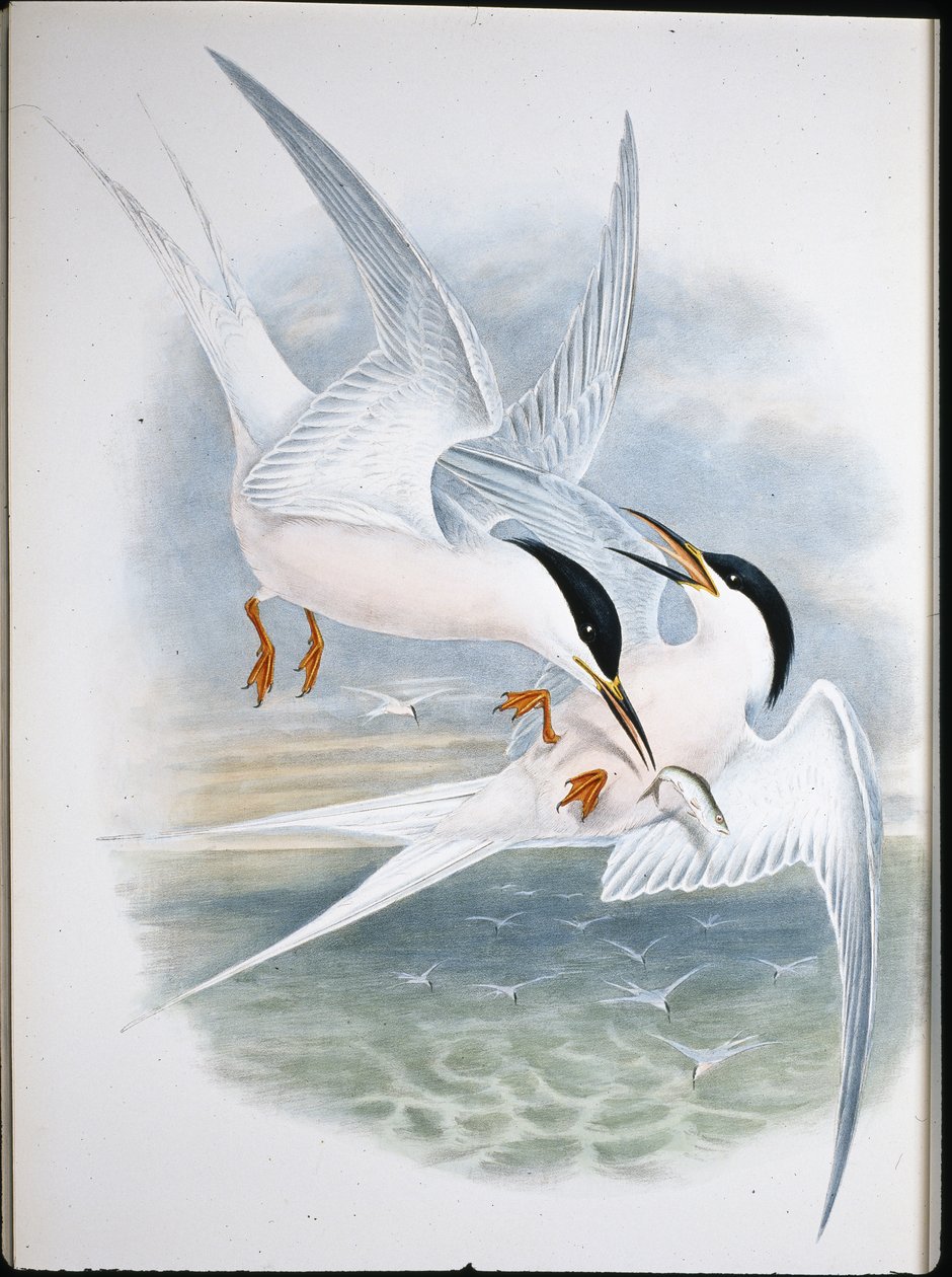 طائرة ورقية من Glead (Milvus Regalis) (ليثو ملون يدويًا) بواسطة جون (بعد) جولد