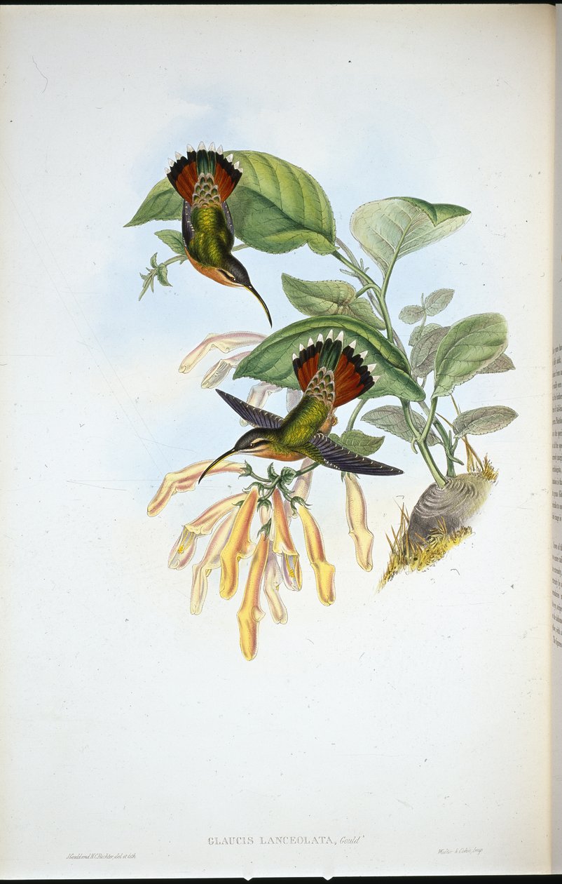 Lancelolate Hermit (Glaucis Lanceolata) (hand-coloured litho) بواسطة جون (بعد) جولد