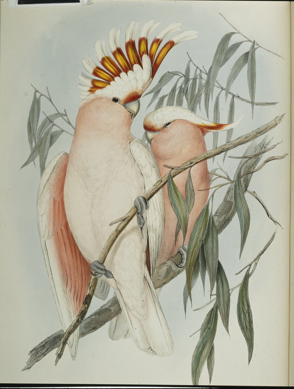 Leadbeater