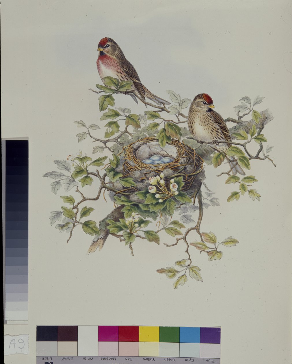 Lesser Redpole (Aegiothus Rufescens) (hand-coloured litho) بواسطة جون (بعد) جولد