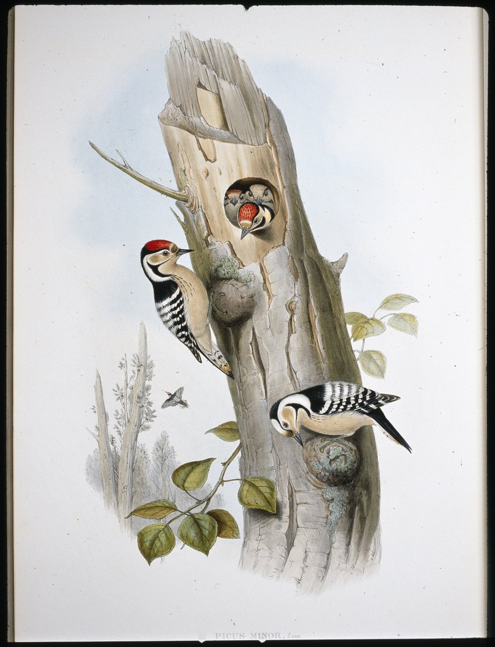 Lesser Spotted Woodpecker (Picus Minor) (hand-coloured litho) بواسطة جون (بعد) جولد