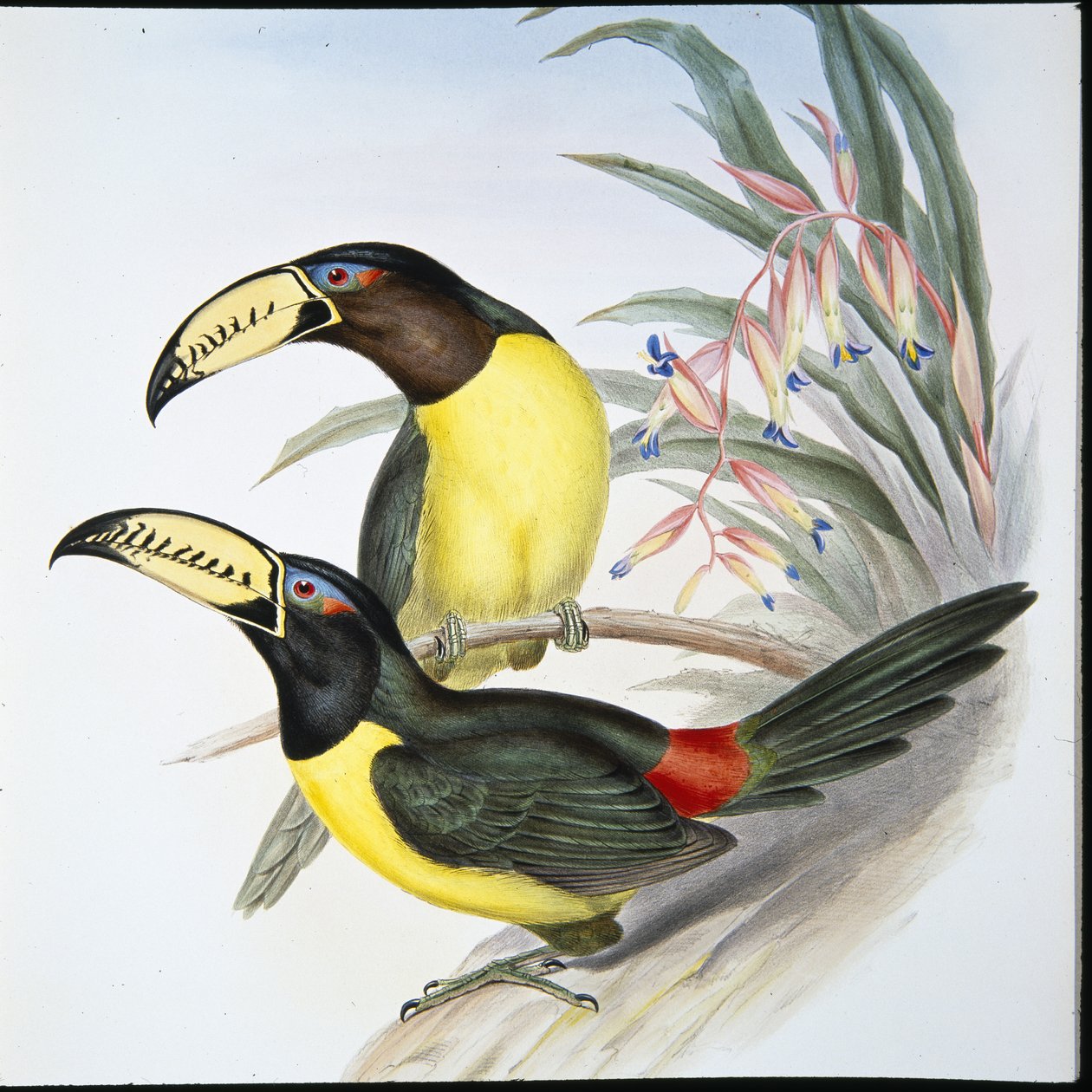 Lettered Aracari Toucan (Pteroglossus Inscriptus) (hand-coloured litho) بواسطة جون (بعد) جولد