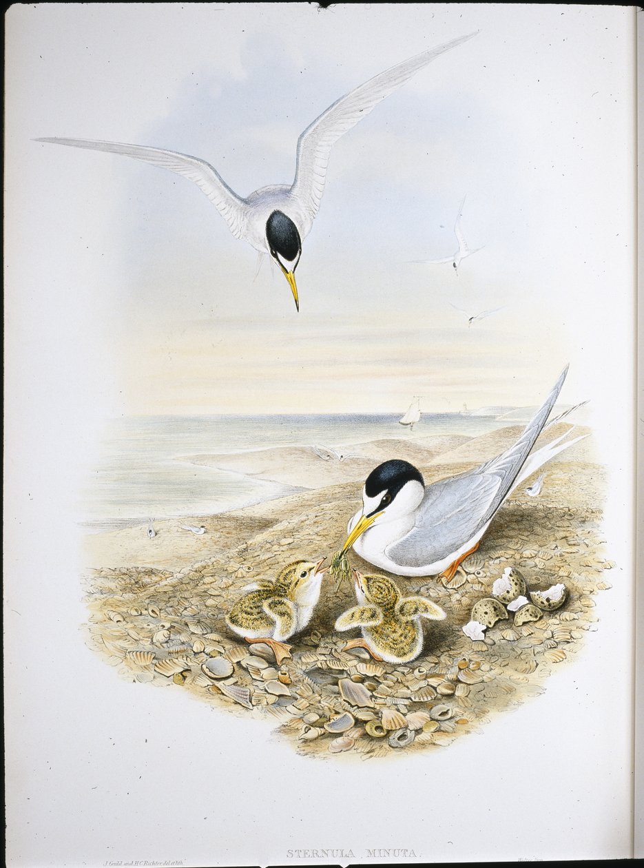 Little Tern (Sternula Minuta) (hand-coloured litho) بواسطة جون (بعد) جولد