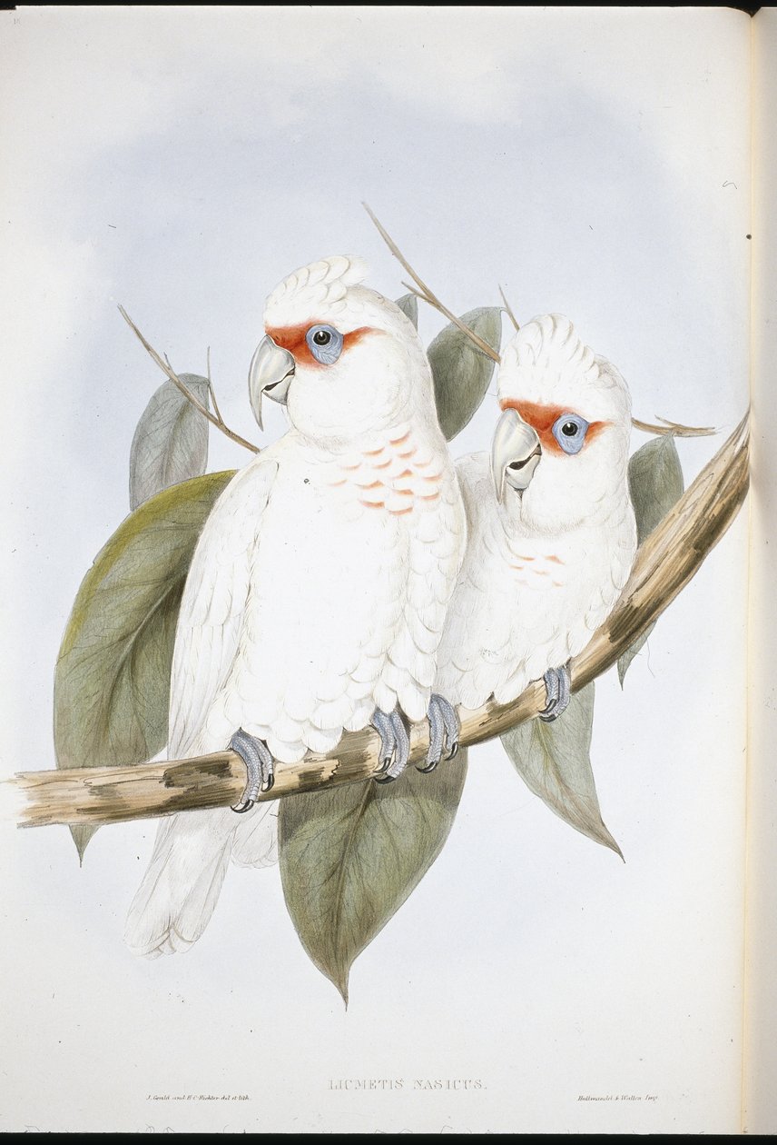Long-billed Cockatoo (Licmetis Nasicus ) (hand-coloured litho) بواسطة جون (بعد) جولد