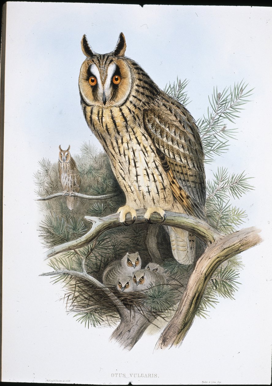 Long-eared Owl (Otus Vulgaris) (hand-coloured litho) بواسطة جون (بعد) جولد