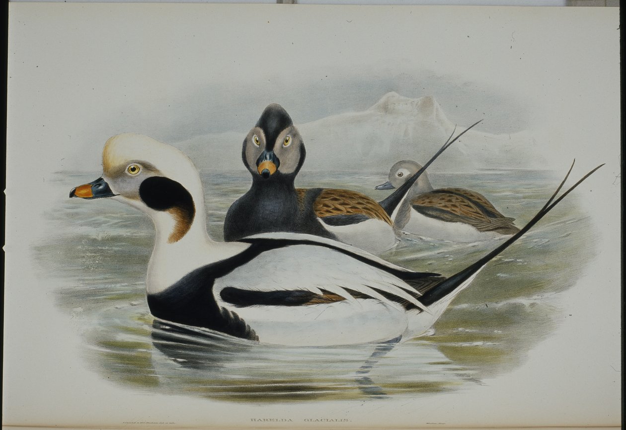 بطة طويلة الذيل (Harelda Glacialis) (ليثو ملون يدويًا) بواسطة جون (بعد) جولد