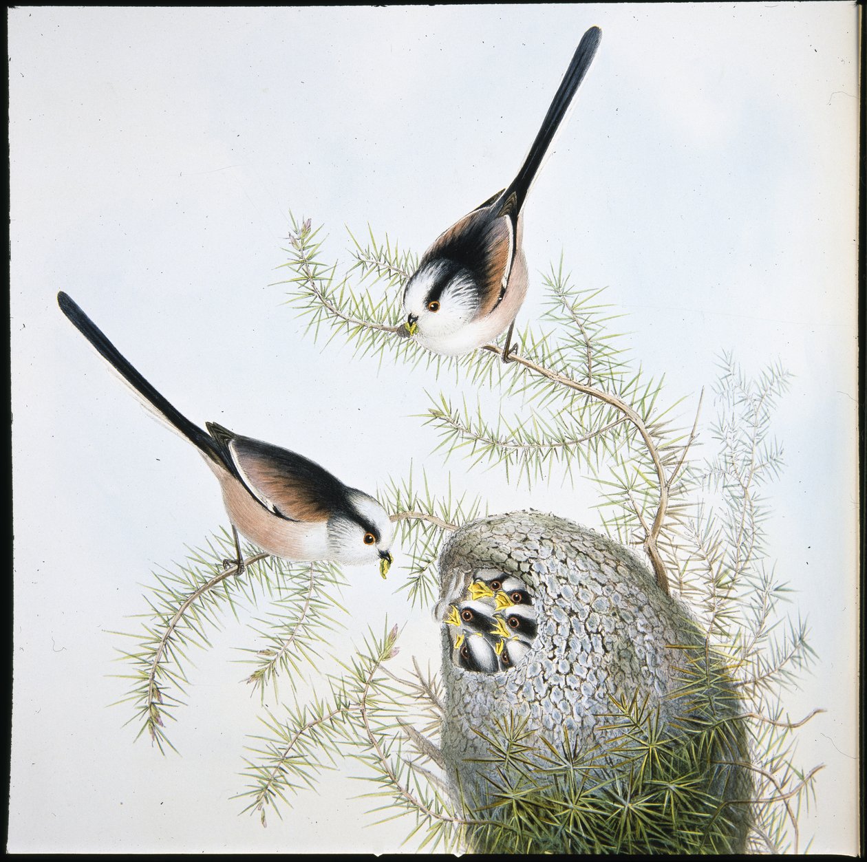 Long Tailed Tit (Mecistura Caudata) (hand-coloured litho) بواسطة جون (بعد) جولد