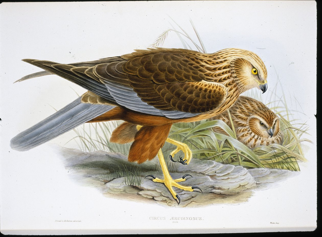 Marsh Harrier (Circus Aeruginosus) (coloured engraving) بواسطة جون (بعد) جولد
