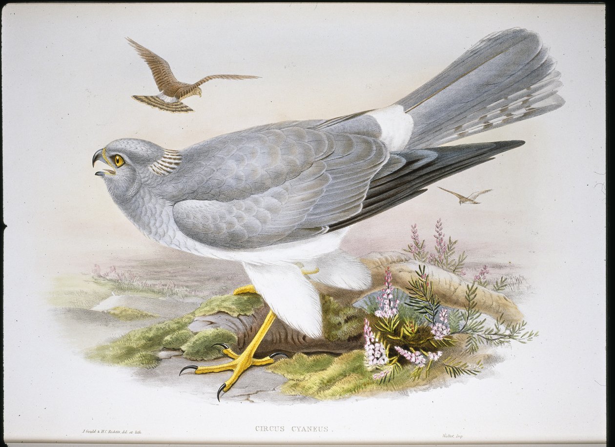 Marsh Harrier (Circus Aeruginosus) (hand-coloured litho) بواسطة جون (بعد) جولد