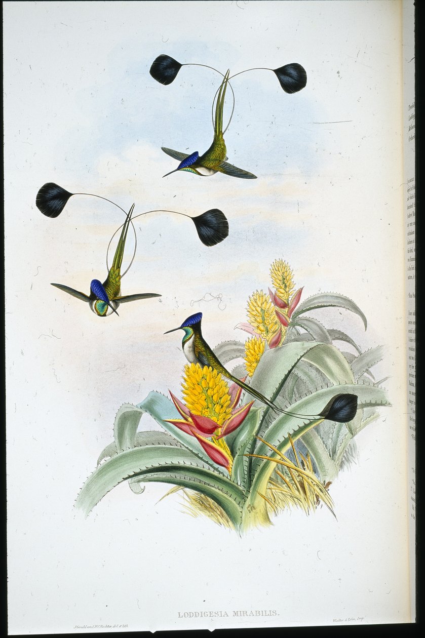 Marvellous Humming-bird (Loddigesia Mirabilis) (hand-coloured litho) بواسطة جون (بعد) جولد