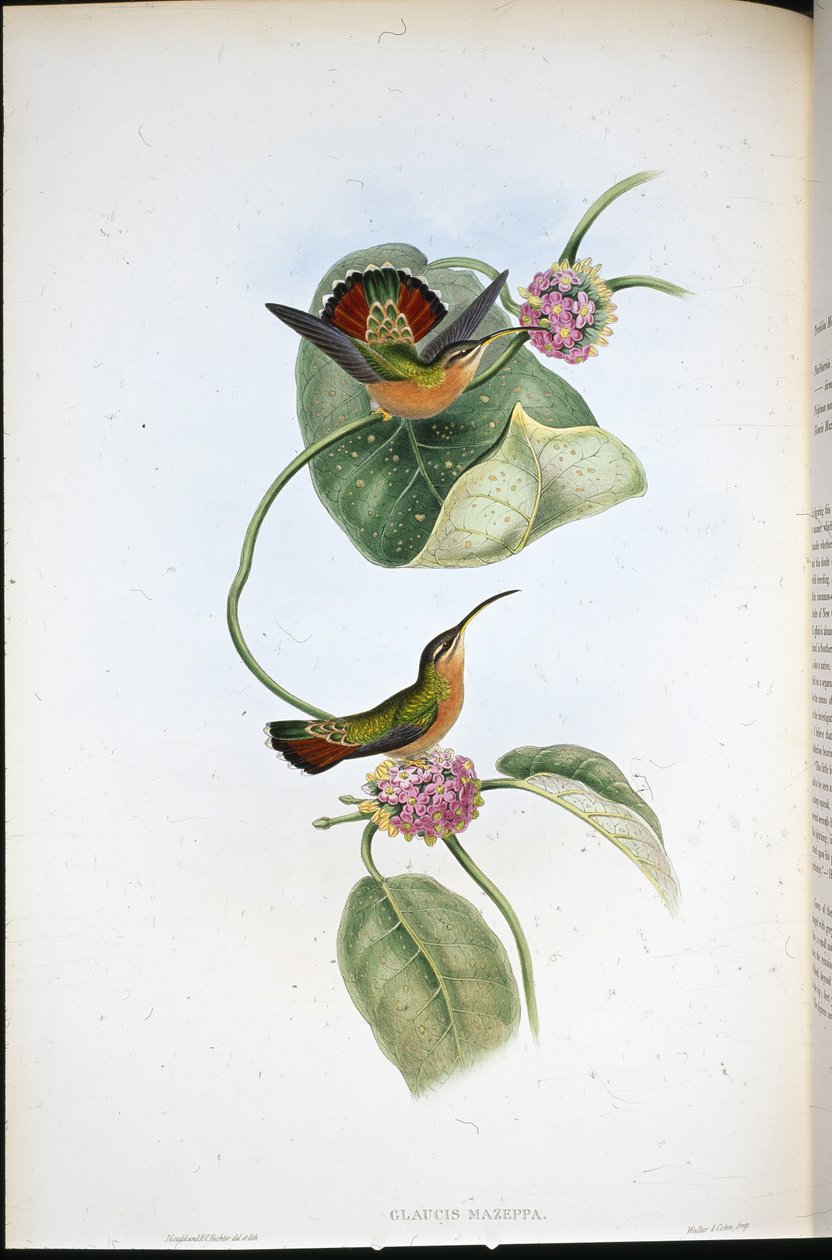 Mazeppa Hermit (Glaucis Mazeppa) (ليثو ملون يدويًا) بواسطة جون (بعد) جولد