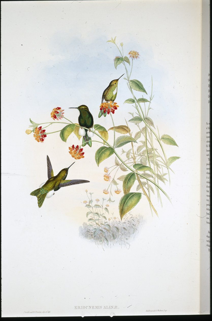 Metallic Puff-leg (Eriocnemis Alinae) (hand-coloured litho) بواسطة جون (بعد) جولد
