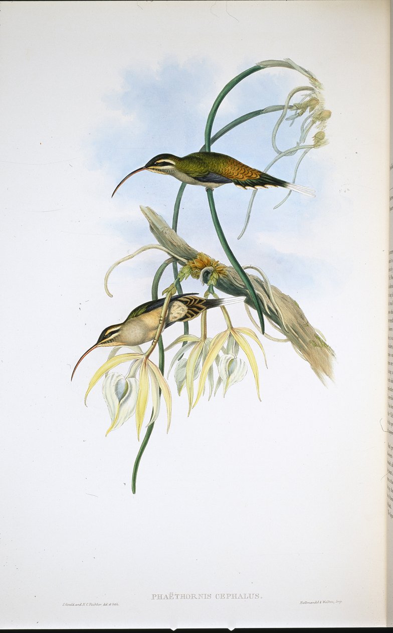 Mexican Hermit (Phaethornis Cephalus) (hand-coloured litho) بواسطة جون (بعد) جولد