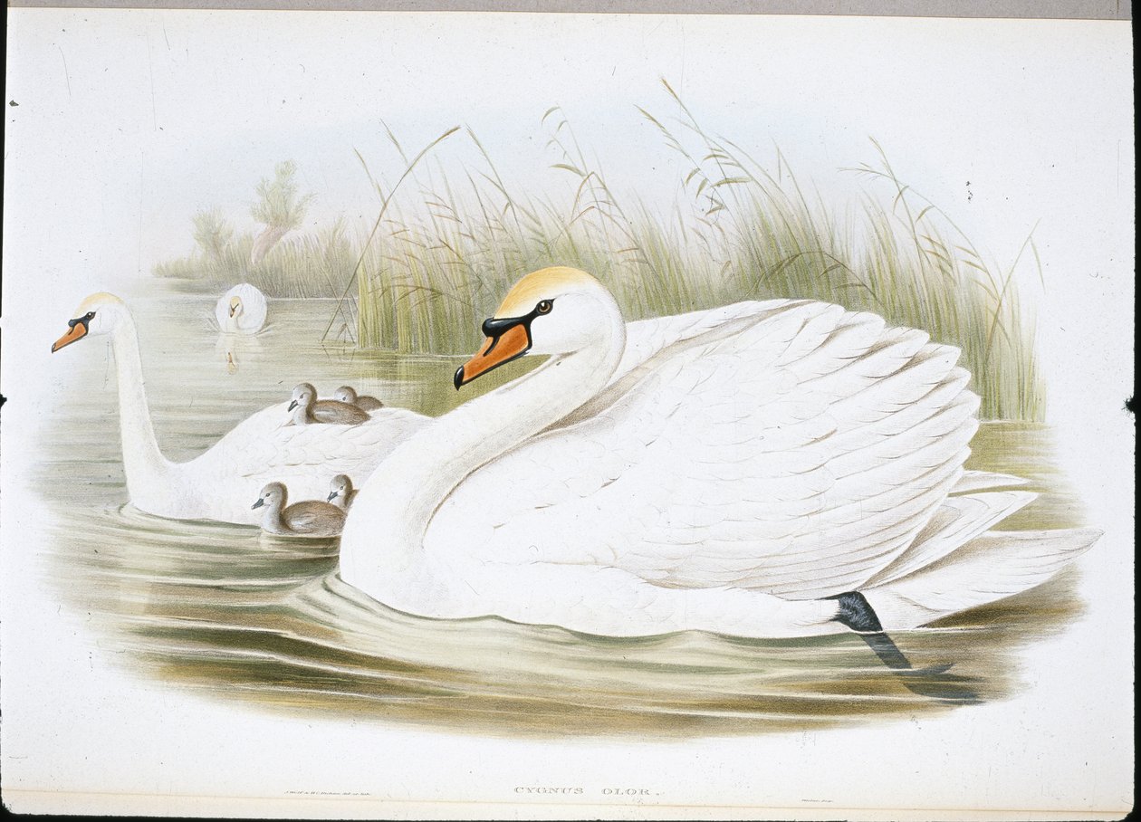 Mute Swan (Cygnus Olor) (hand-coloured litho) بواسطة جون (بعد) جولد