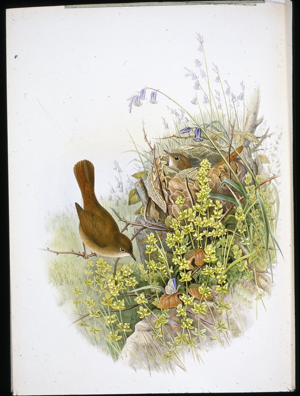 Nightingale (hand-coloured litho) بواسطة جون (بعد) جولد