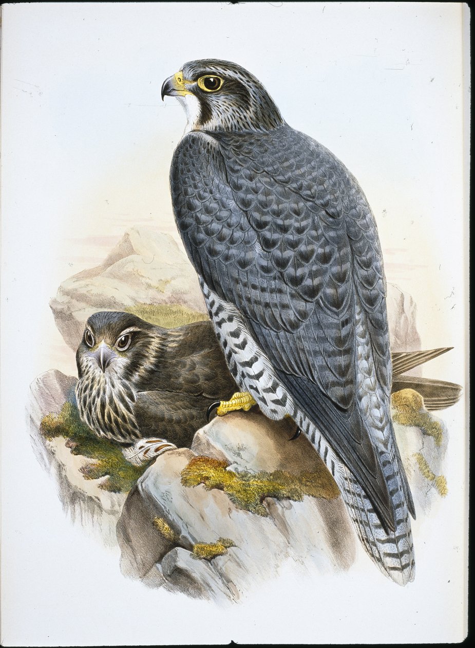 Norwegian or Gyrfalcon Falcon (Falco Gyrfalco) (hand-coloured litho) بواسطة جون (بعد) جولد