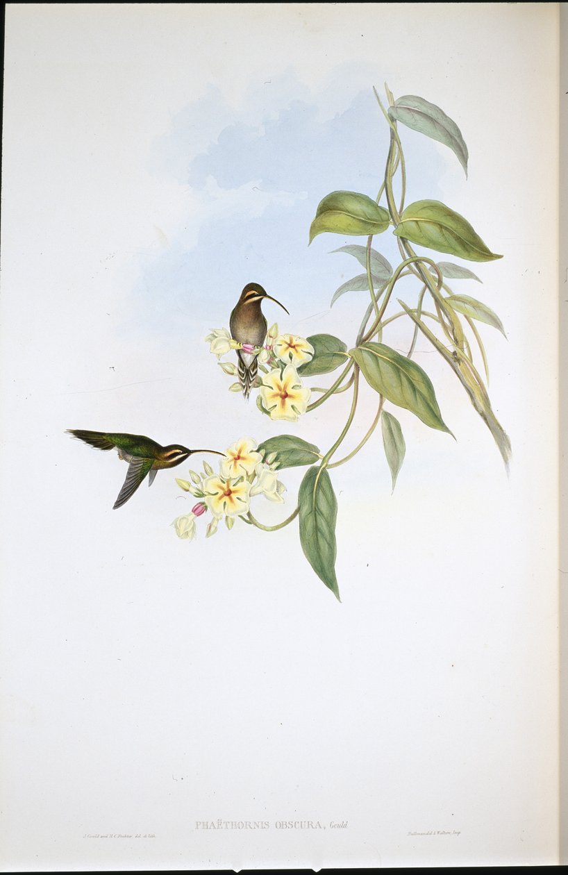 Obscure Hermit (Phaethornis Obscura) (hand-coloured litho) بواسطة جون (بعد) جولد