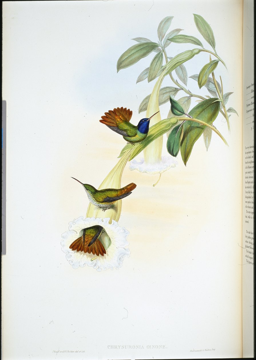 Oenone Humming-bird (Chrysuronia oenone) (hand-coloured litho) بواسطة جون (بعد) جولد