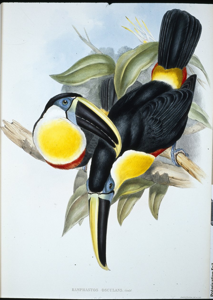 Osculant Toucan (Ramphastos Osculans) (hand-coloured litho) بواسطة جون (بعد) جولد