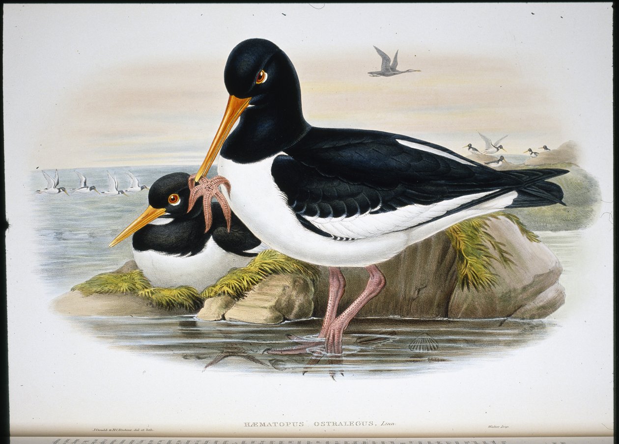 Oyster Catcher (Heamatopus Ostralegus) (hand-coloured litho) بواسطة جون (بعد) جولد