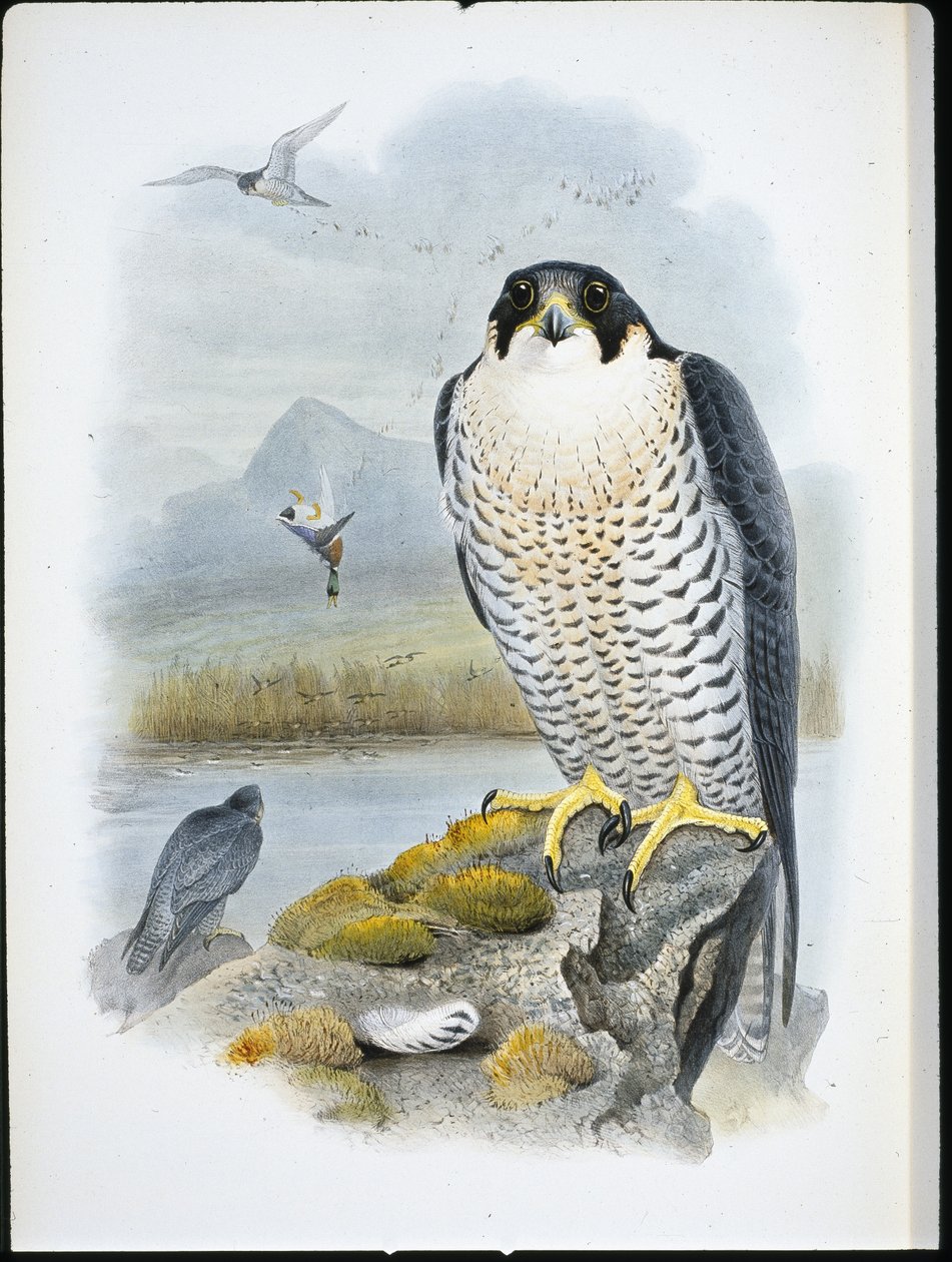 Peregrin Falcon (Falco Peregrinus) (hand-coloured litho) بواسطة جون (بعد) جولد