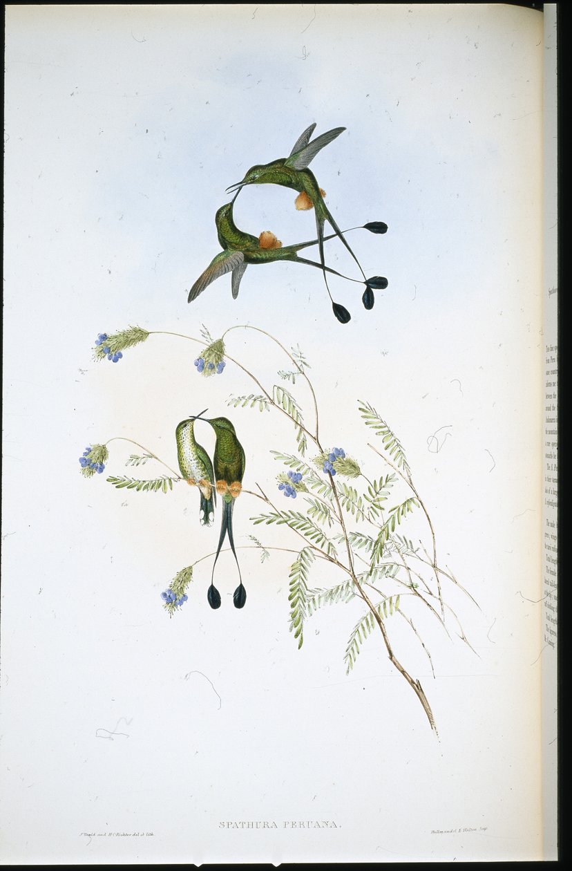 Peruvian Racket-tail (Spathura Peruana) (hand-coloured litho) بواسطة جون (بعد) جولد