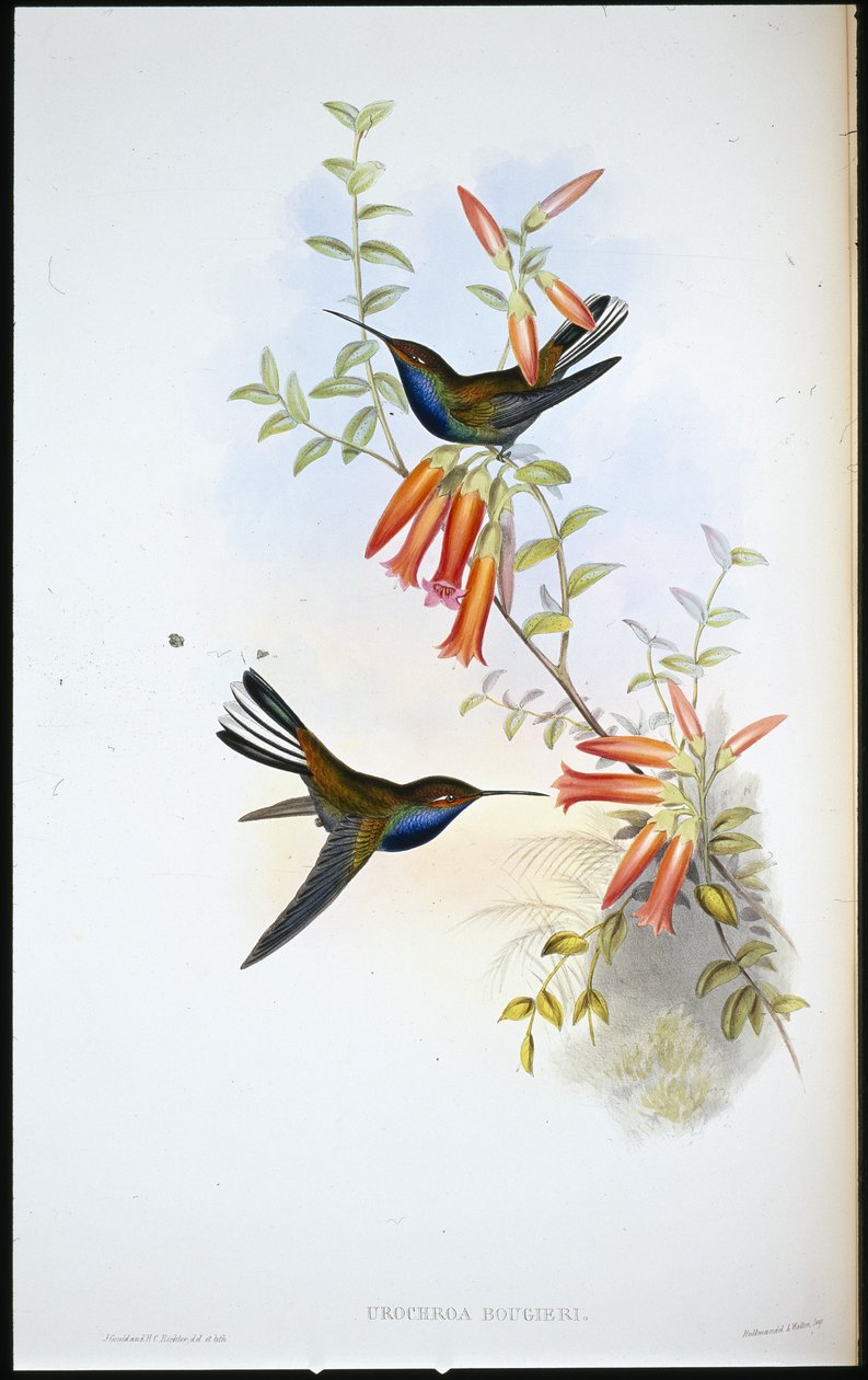 Pied-tail humming bird (Urochroa Bougieri) (hand-coloured litho) بواسطة جون (بعد) جولد