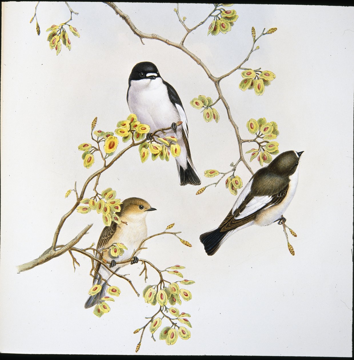 Pied Flycatcher (Muscicapa Atricapilla) (hand-coloured litho) بواسطة جون (بعد) جولد