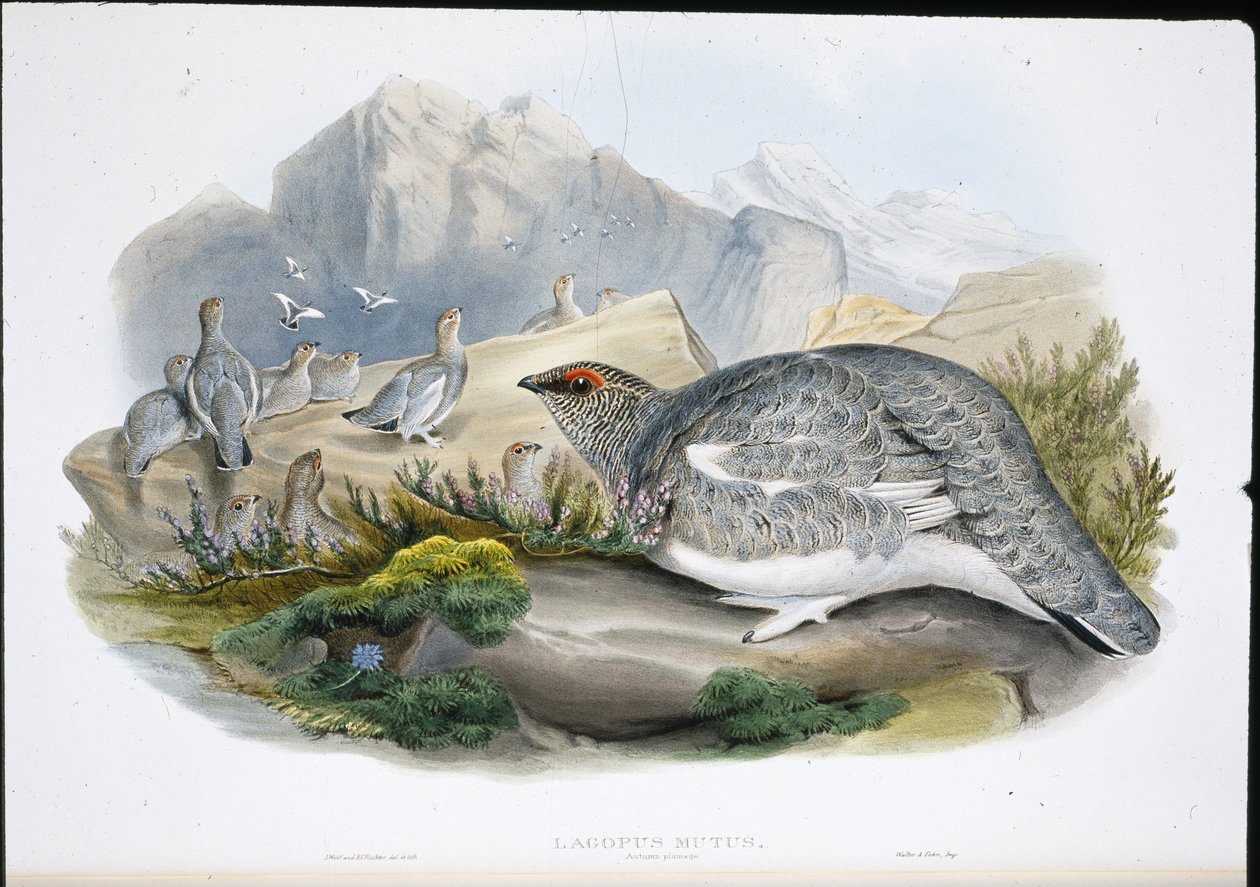 Ptarmigan (Autumn Plumage) (Lagopus Mutus) (hand-coloured litho) بواسطة جون (بعد) جولد