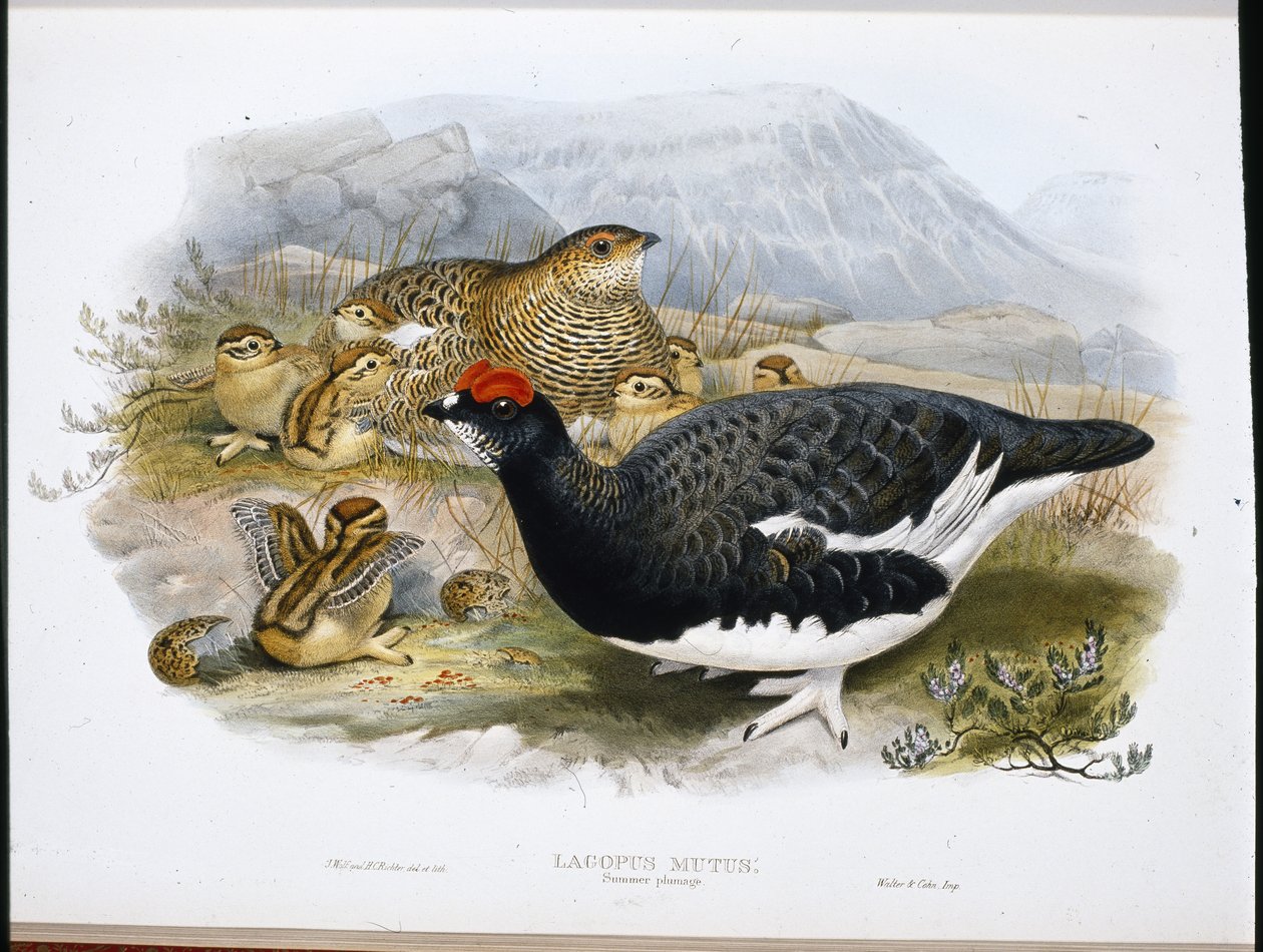 Ptarmigan (Summer Plumage) (Lagopus Mutus) (hand-coloured litho) بواسطة جون (بعد) جولد