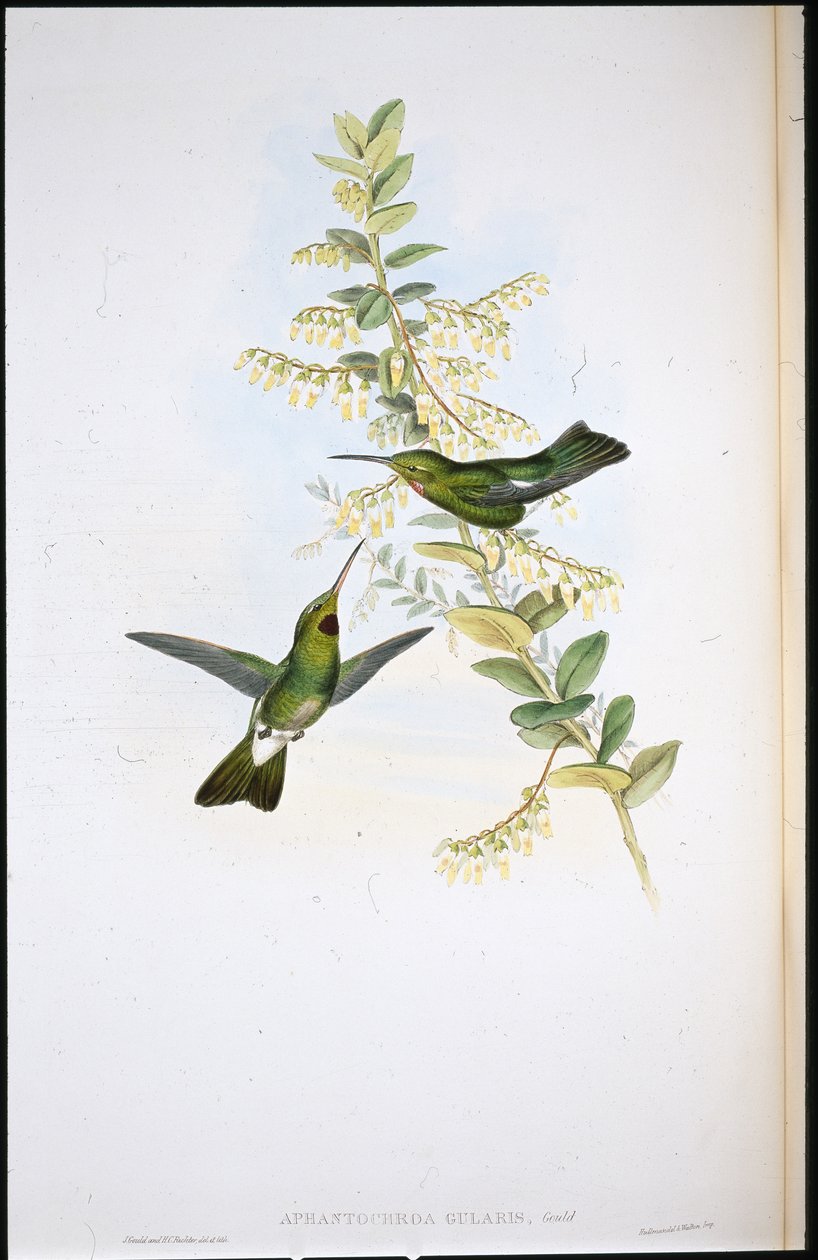 الطيور الطنانة ذات الحلق الصنج (Aphantochroa Gularis) (أعضاء ملونة يدويًا) بواسطة جون (بعد) جولد