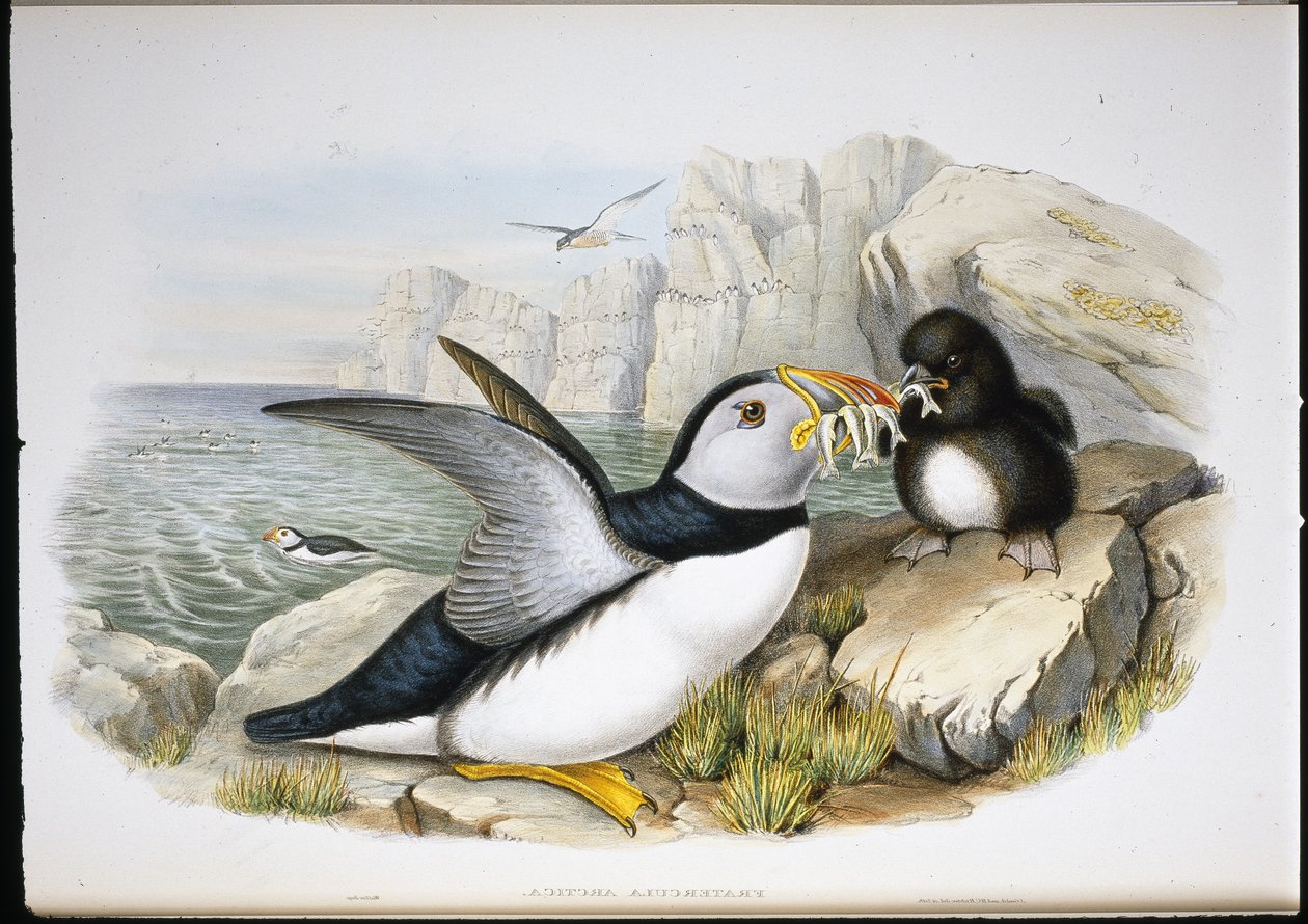 Puffin (Fratercula Arctica) (hand-coloured litho) بواسطة جون (بعد) جولد