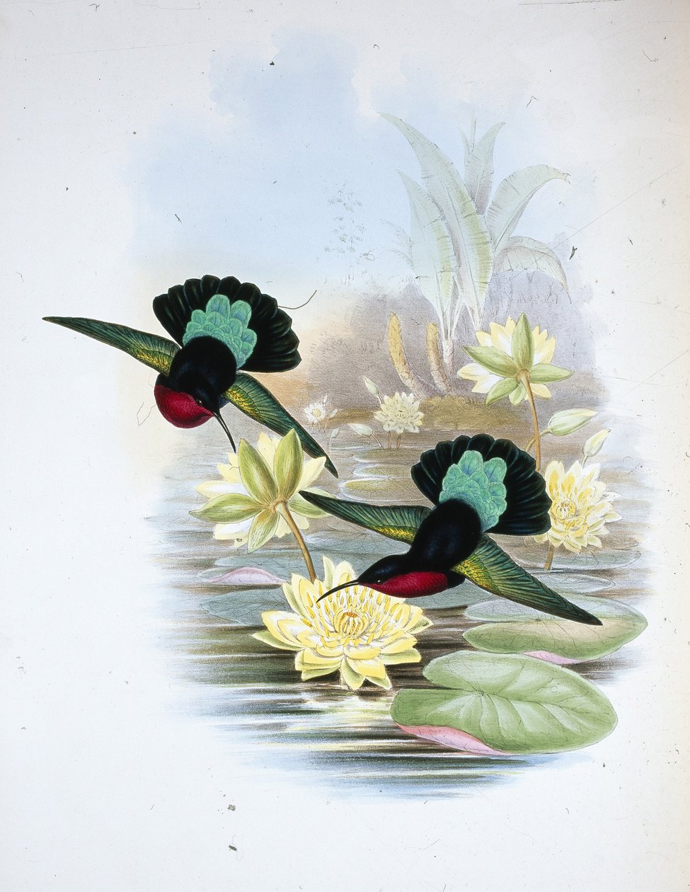 Purple-breasted Carib (Eulampis Jugularis) (hand-coloured litho) بواسطة جون (بعد) جولد