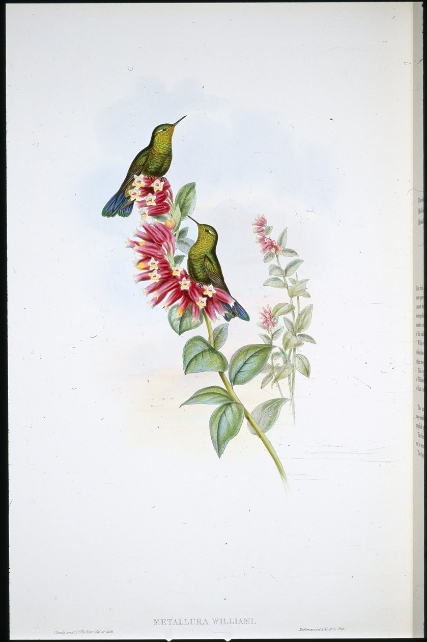 Purple-tail (Metallura Williami) (hand-coloured litho) بواسطة جون (بعد) جولد