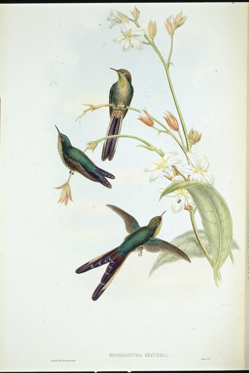 Purple-tailed Comet humming bird (Sparganura Glyceria) (hand-coloured litho) بواسطة جون (بعد) جولد
