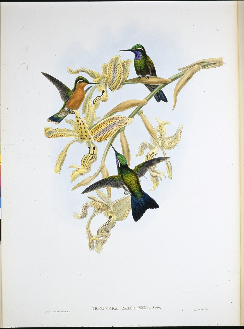 Purple-throated humming bird (Oreopyra Calolaema) (hand-coloured litho) بواسطة جون (بعد) جولد